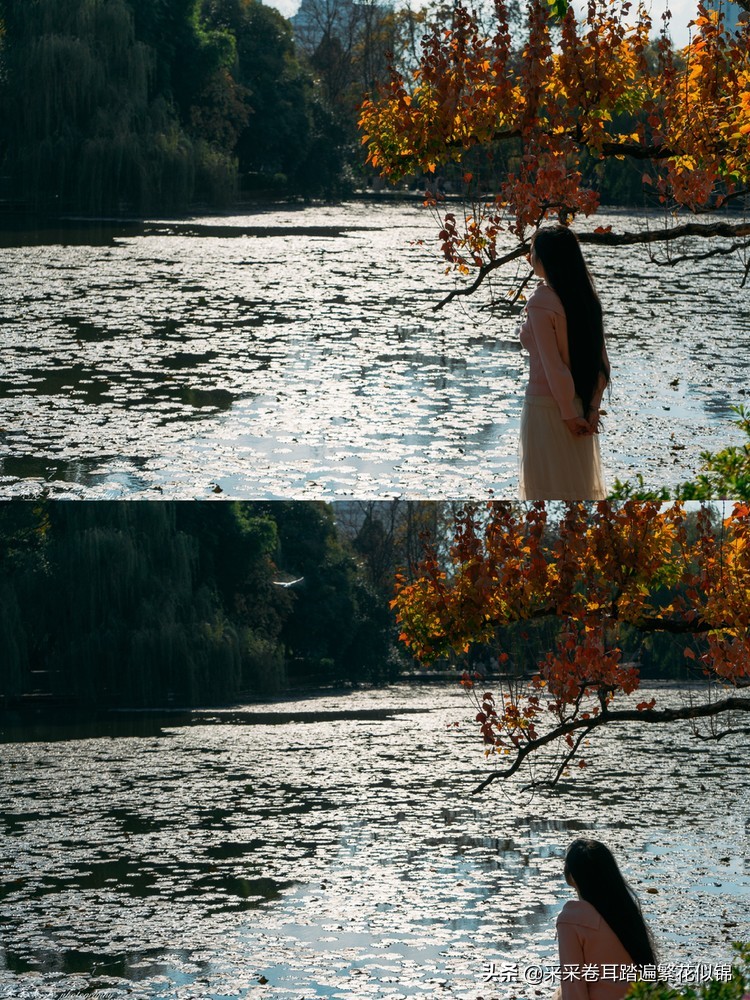 冬季到昆明来看红嘴鸥,冬天去昆明翠湖公园观看海鸥