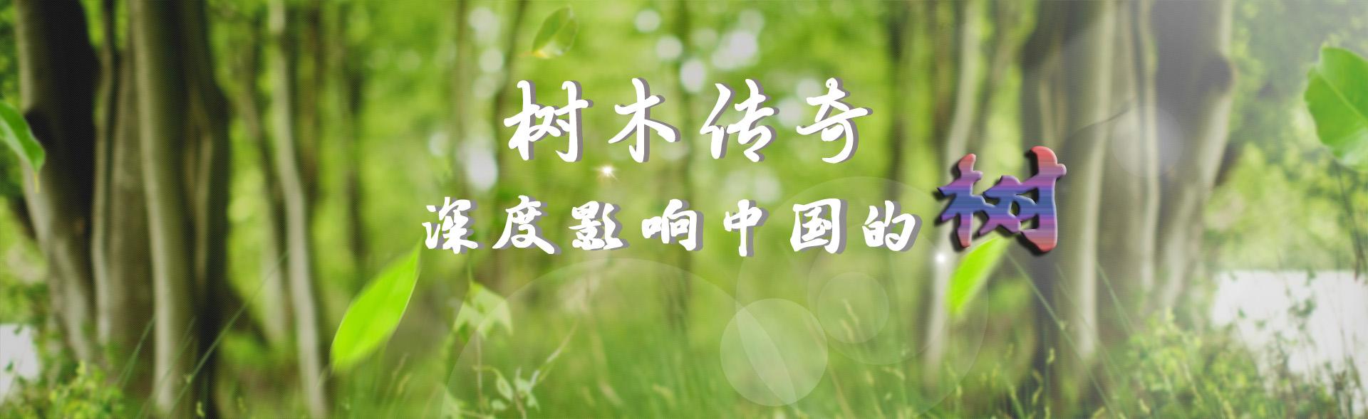 树木传奇杨树,树木传奇海南紫荆