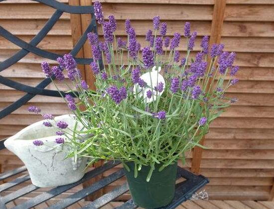 薰衣草浇水的正确方法,薰衣草怎么施肥最好