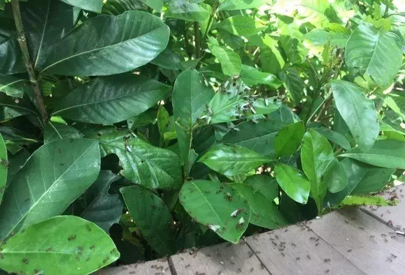 扩散！南宁邕江边发现红火蚁，被它叮了很恐怖，严重可致死