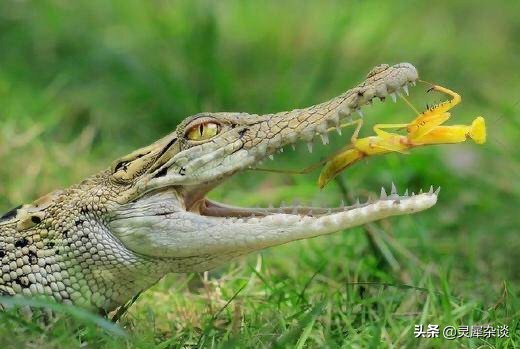 lol视角从左到右,lol的视角