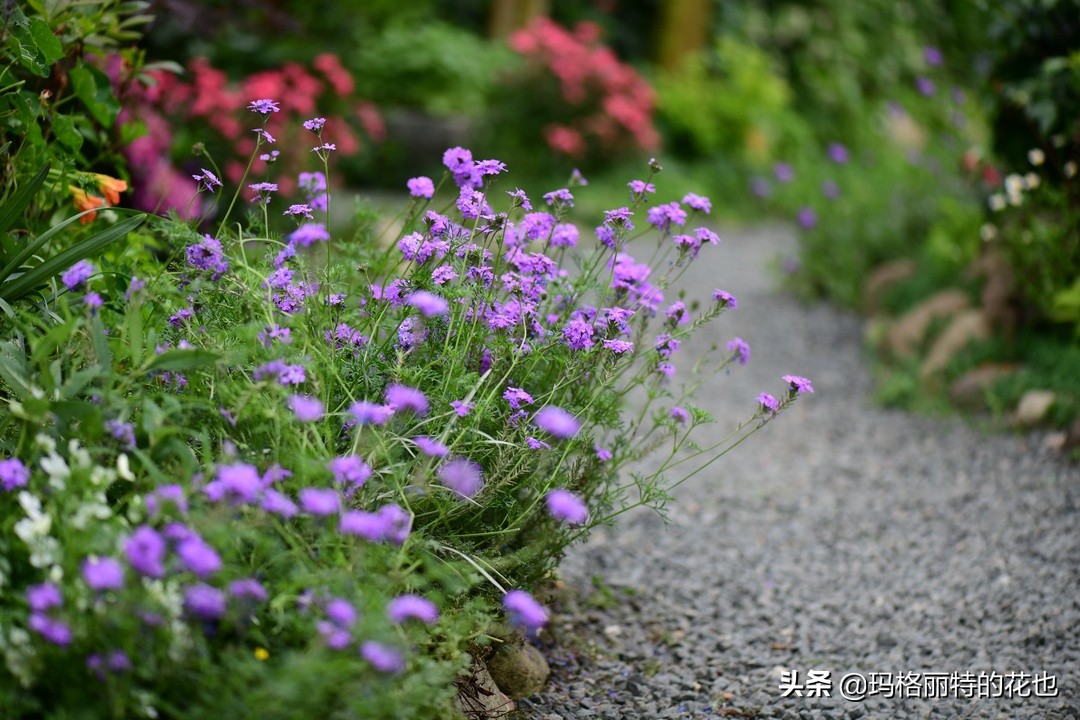 徒长花草怎样处理,徒长的树木怎么处理