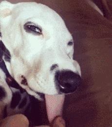 汪星人的秘密,舌头的3个小秘密