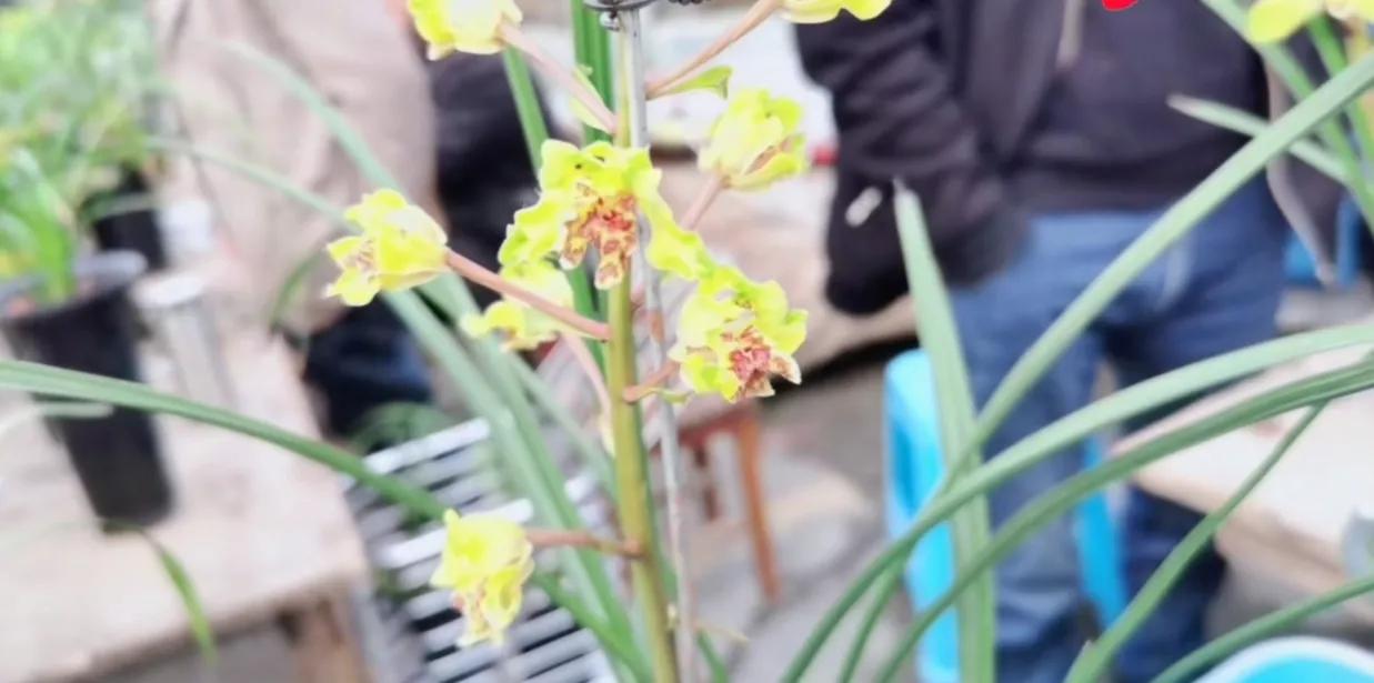 四川兰花市场有哪些品种,兰花市场哪里最大