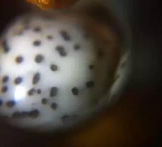 文玩手串作假,文玩手串怎么作假