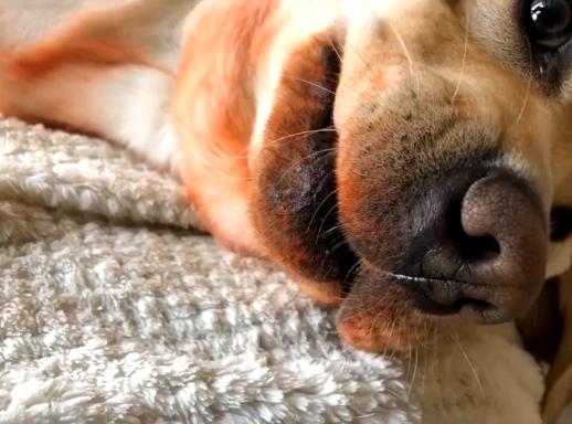 狗狗咬烂了口红,狗狗咬坏口红