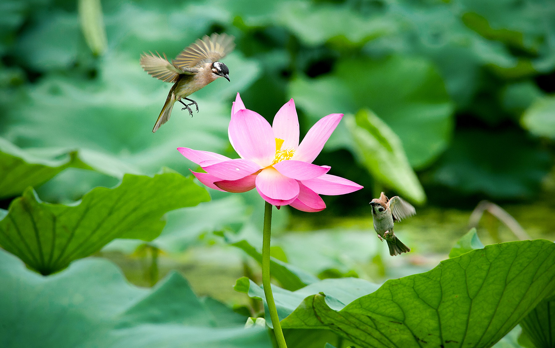 特殊的顶级机和半画幅中的战斗机——弯弯谈摄影器材（5）