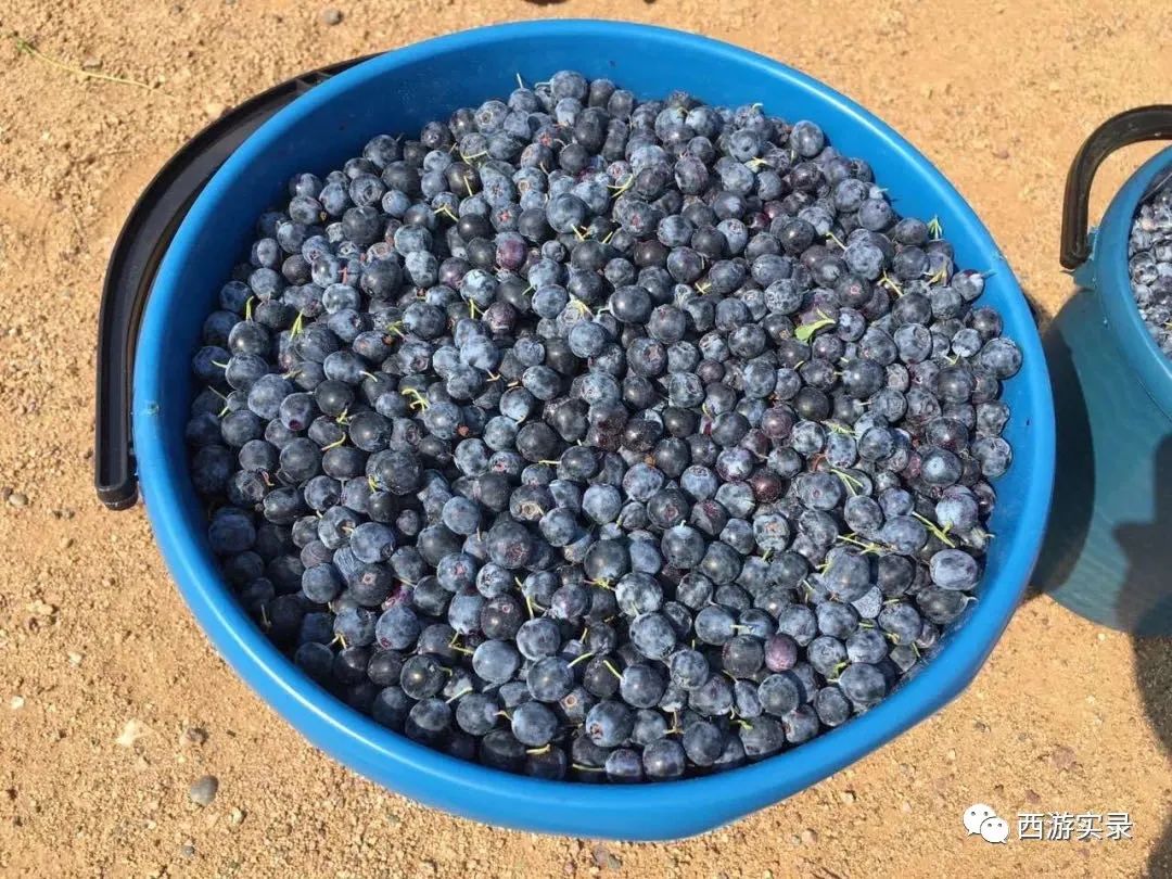 樊玉虎进监狱完整版,中国自驾游第一人樊玉虎