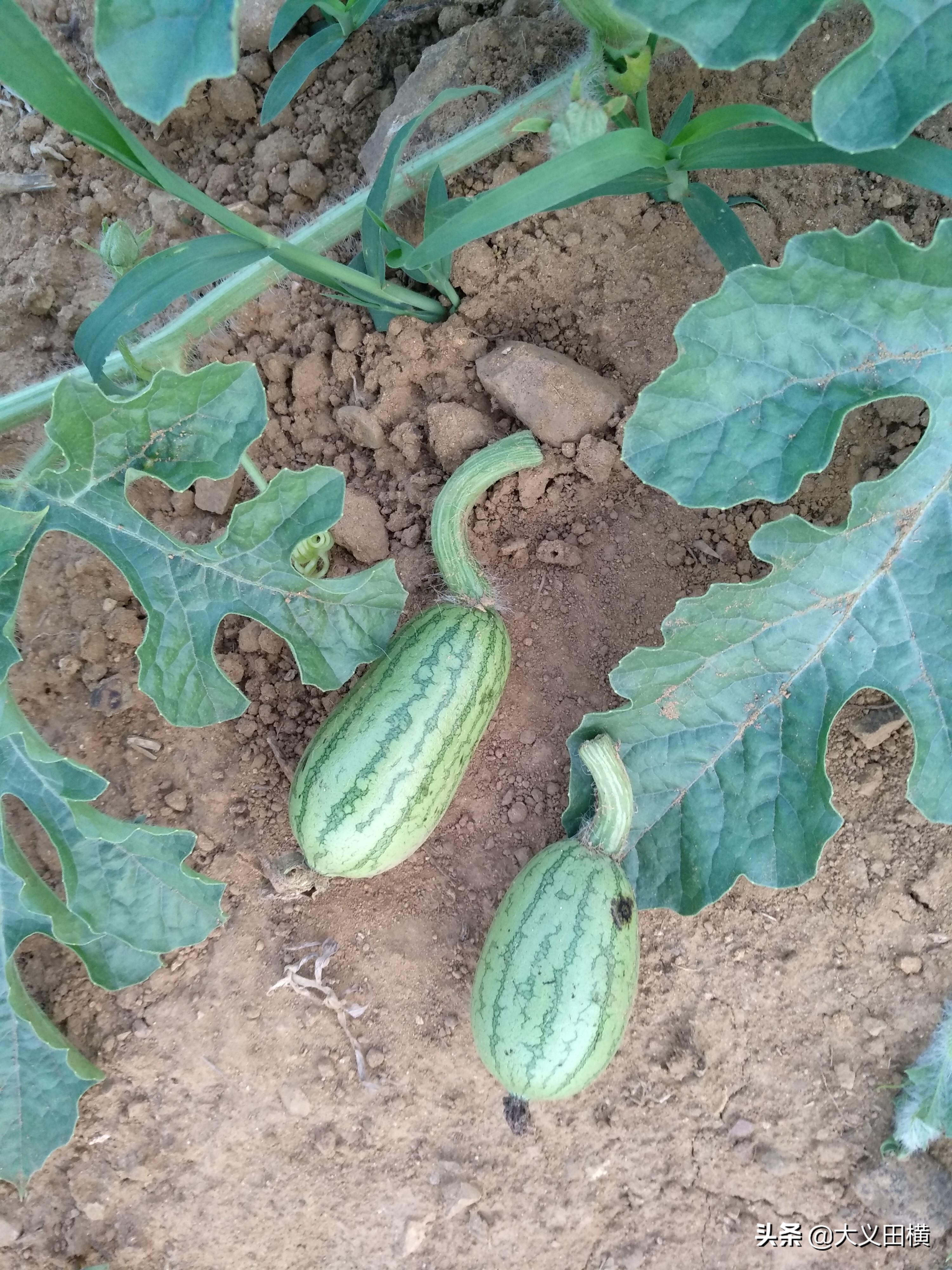 如何防喜鹊啄水果,喜鹊祸害玉米苗怎么办