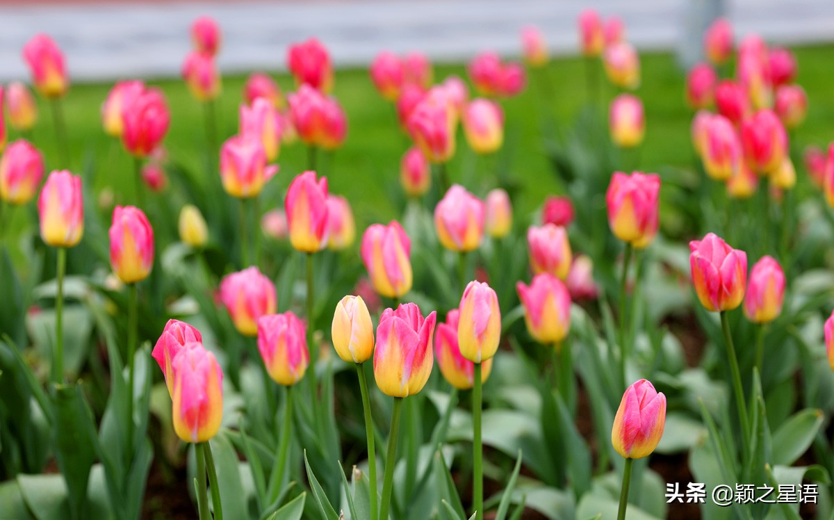 宁波最大的郁金香基地,宁波郁金香在什么地方