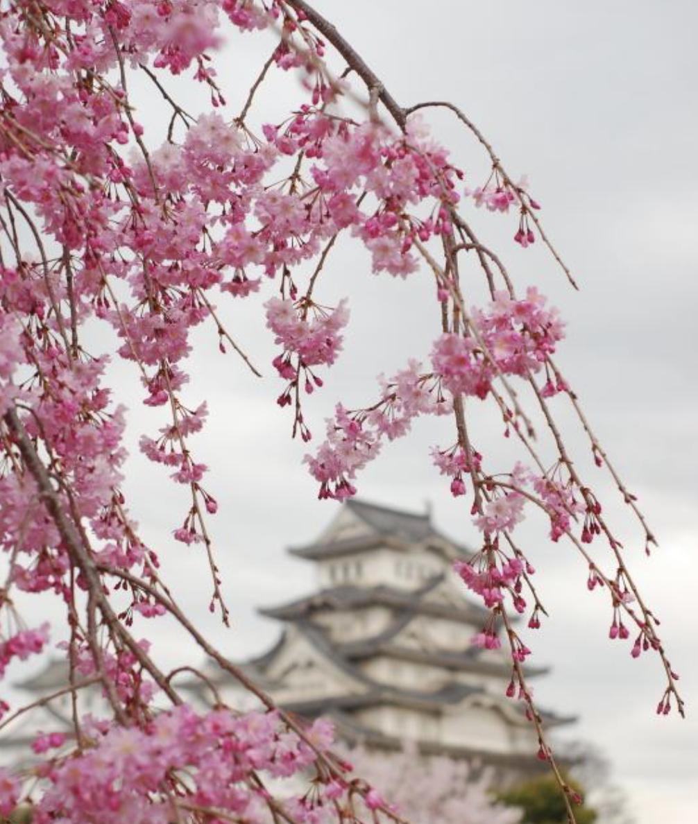 又到了一年一度赏樱花的季节,又是一年樱花开快来沉浸式赏樱
