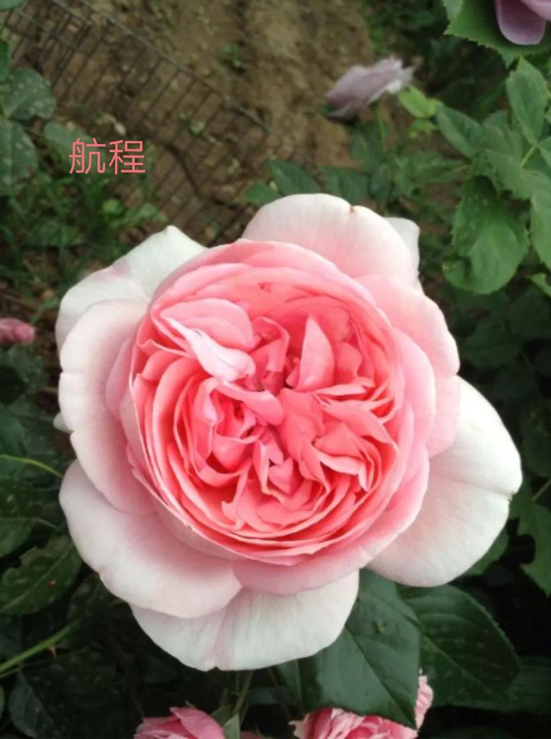 适合做切花的月季品种,十大公认最好切花月季