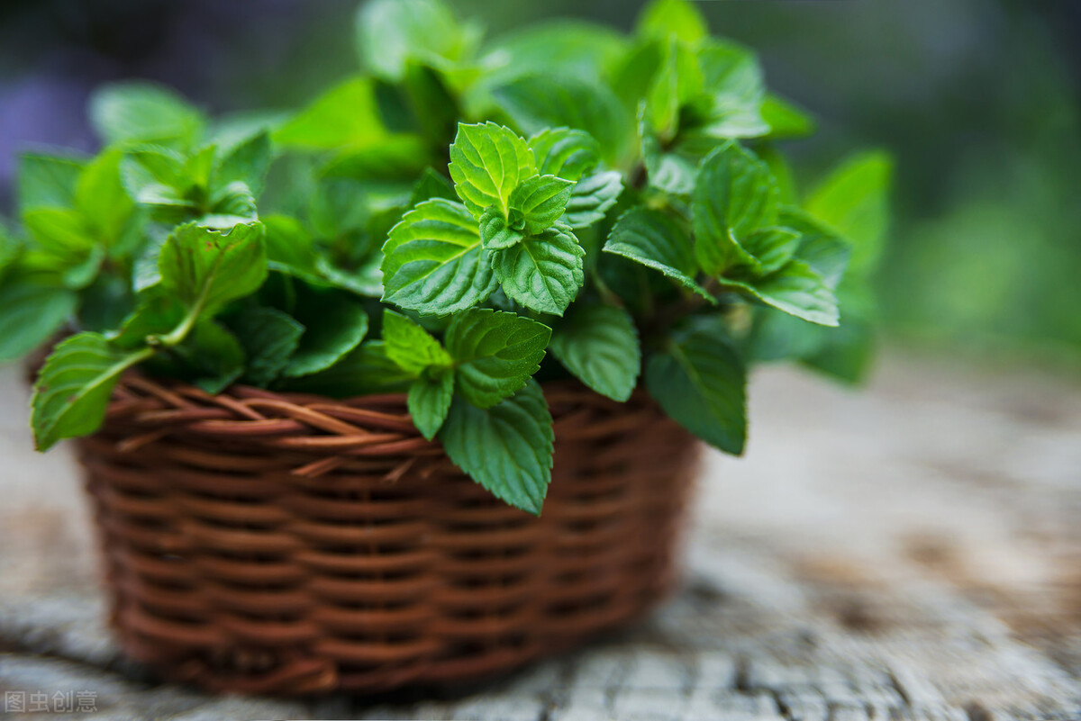 养薄荷会出现哪些问题,养薄荷为什么会死