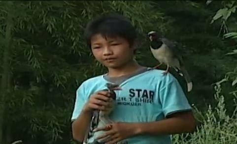 12岁少年鸟神,12岁天才少年懂鸟语