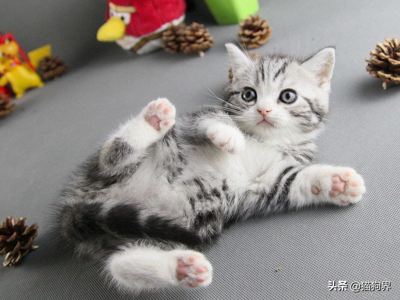 自家猫咪无缘无故攻击咬人,家里猫咪喜欢咬人怎么办