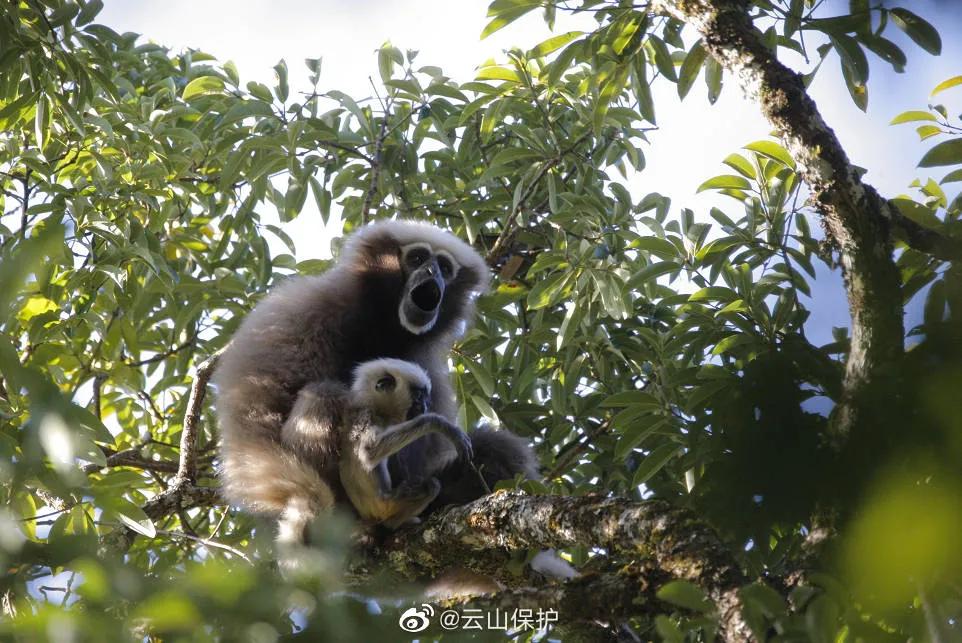 一群90后学霸，嚷嚷着要给它们找对象：自己单身不要紧