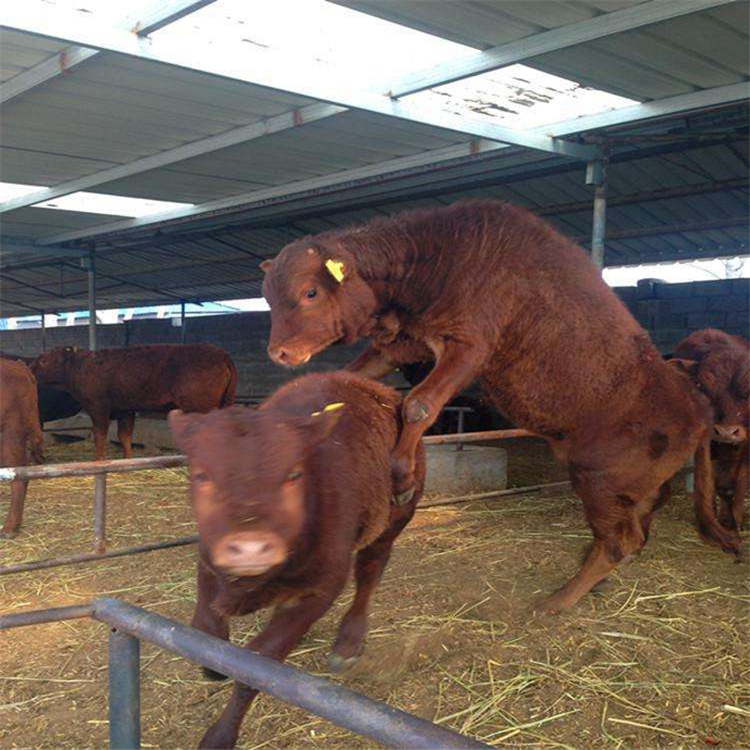 肉牛母牛的饲养技术,养殖肉牛母牛产仔知识