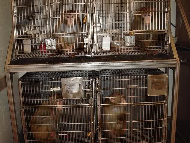 美国实验室残忍行为曝光，逼迫猴子吃猪油，15亿经费来自国家拨款