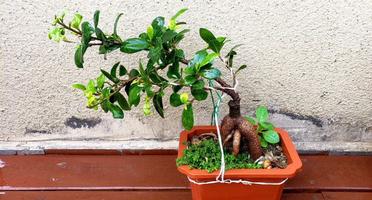 人参榕长什么虫子,人参榕叶尖有虫