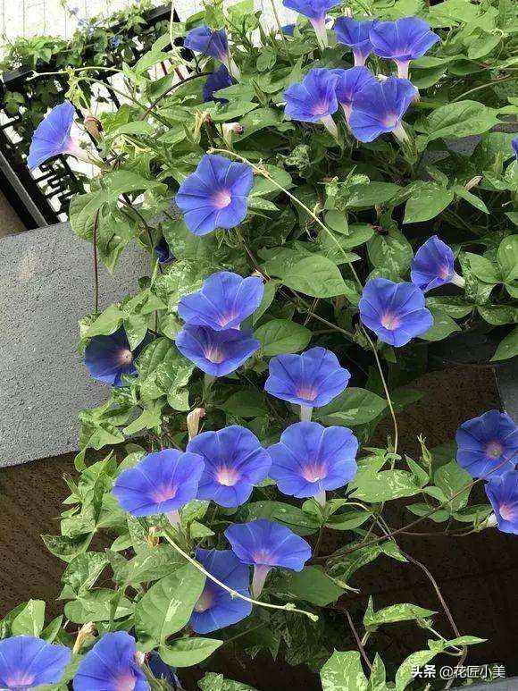 爬藤植物100种,5种爬藤花适合在院子里种植