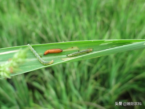 苹果钻心虫怎么治疗,苹果钻心虫用什么农药控制最有效