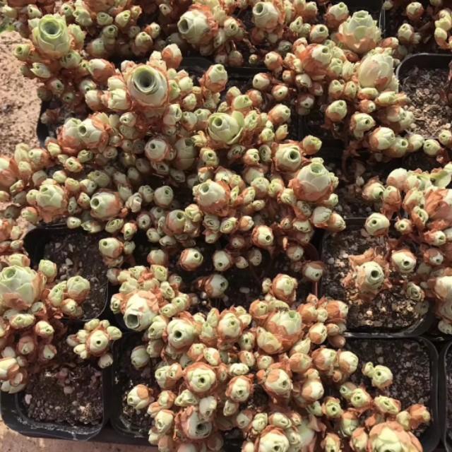 山地玫瑰的休眠期,山地玫瑰休眠期图片