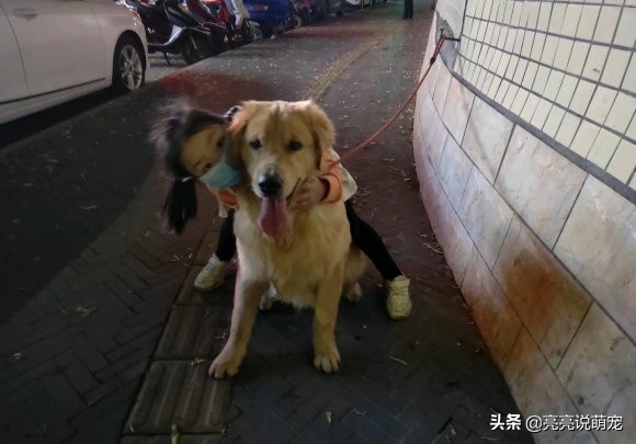 金毛在家管不住,金毛呆在家里不会害怕吧