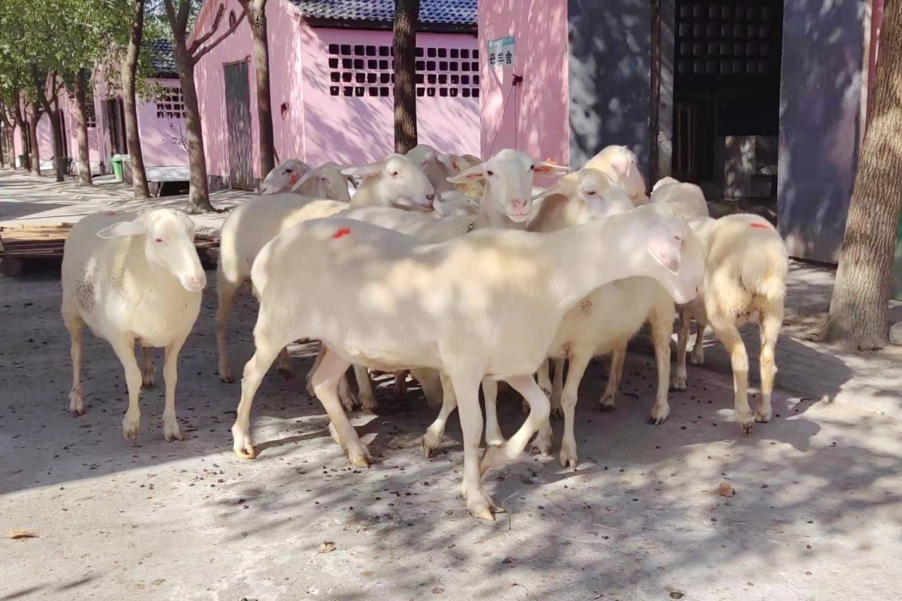 湖州养殖山羊急卖,湖州养羊致富经