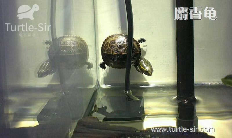 龟谷鳖老黄缘龟,麝香龟养殖龟蛋