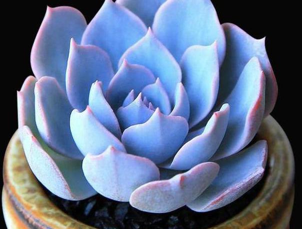 美丽的兰花怎么养活的呢,蓝石莲多肉植物怎么养