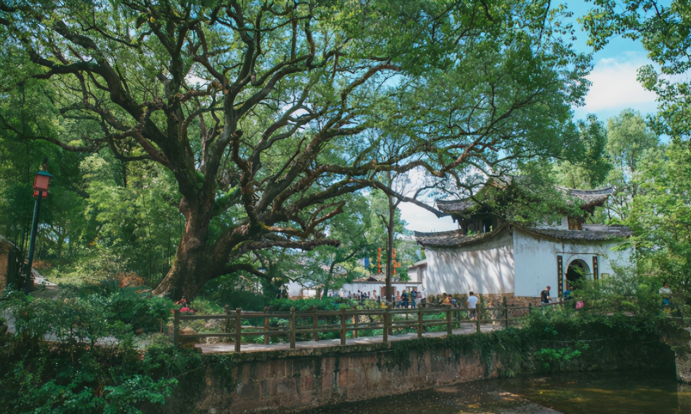 丽水上热搜,浙江丽水现萤火虫星海