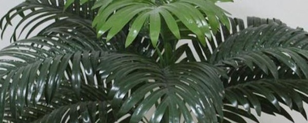 散尾葵黑叶干枯,散尾葵叶尖发黑干枯