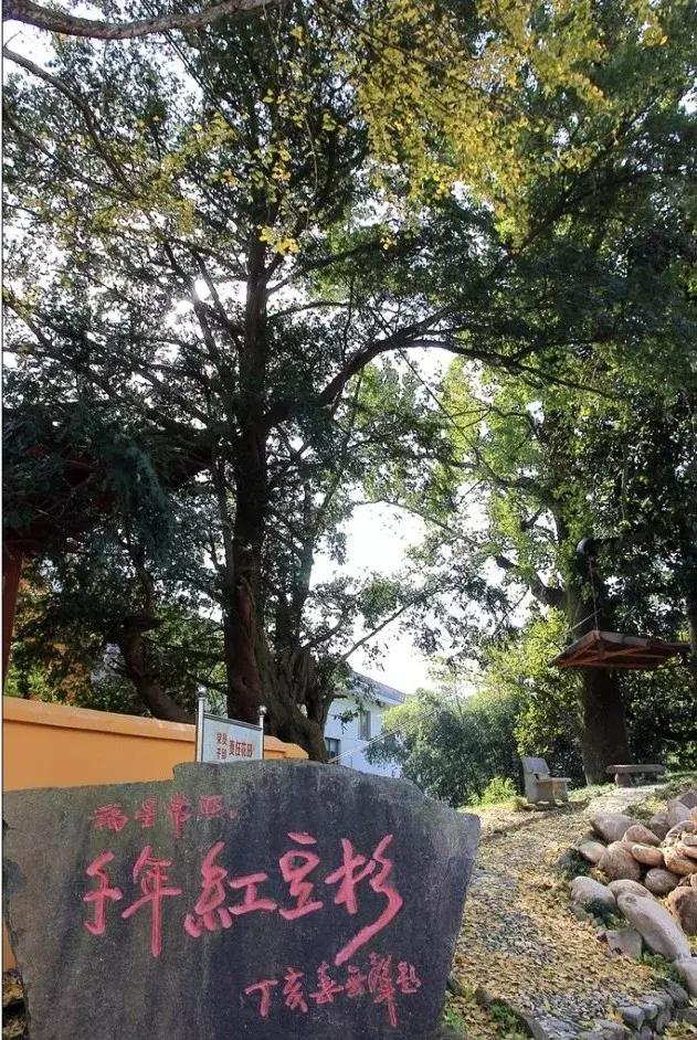 婺源油菜花田风景,藏于江西婺源深山中小村子