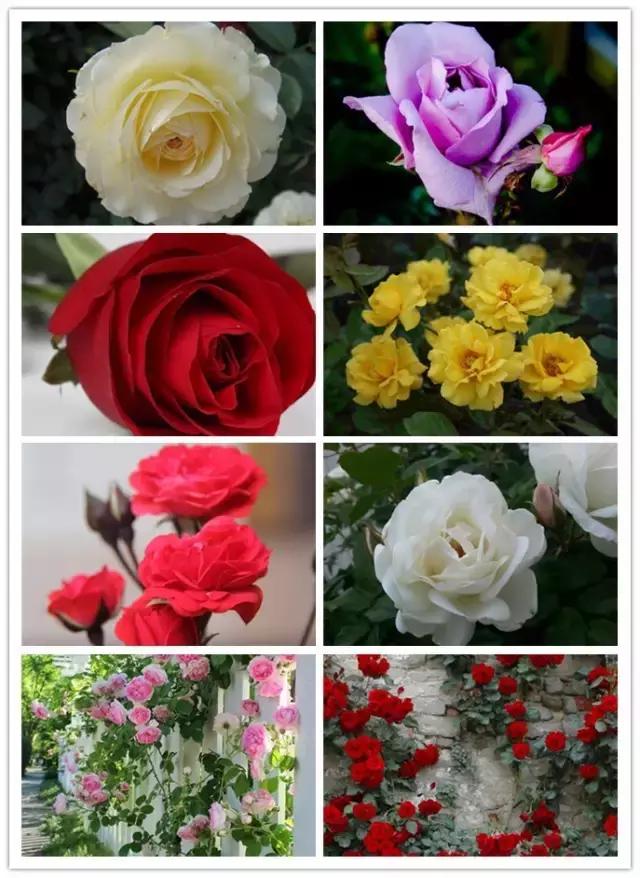 史上最全的花卉介绍，认识超过30种以上绝对是大神