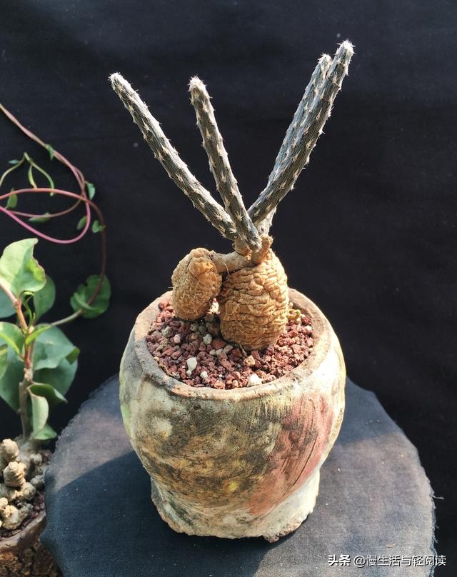 免费阅读：《慢生活·轻阅读》1867期