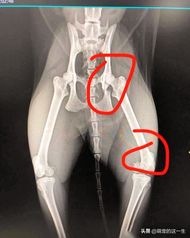 宠物猫意外坠楼,宠物医生救下坠楼猫咪