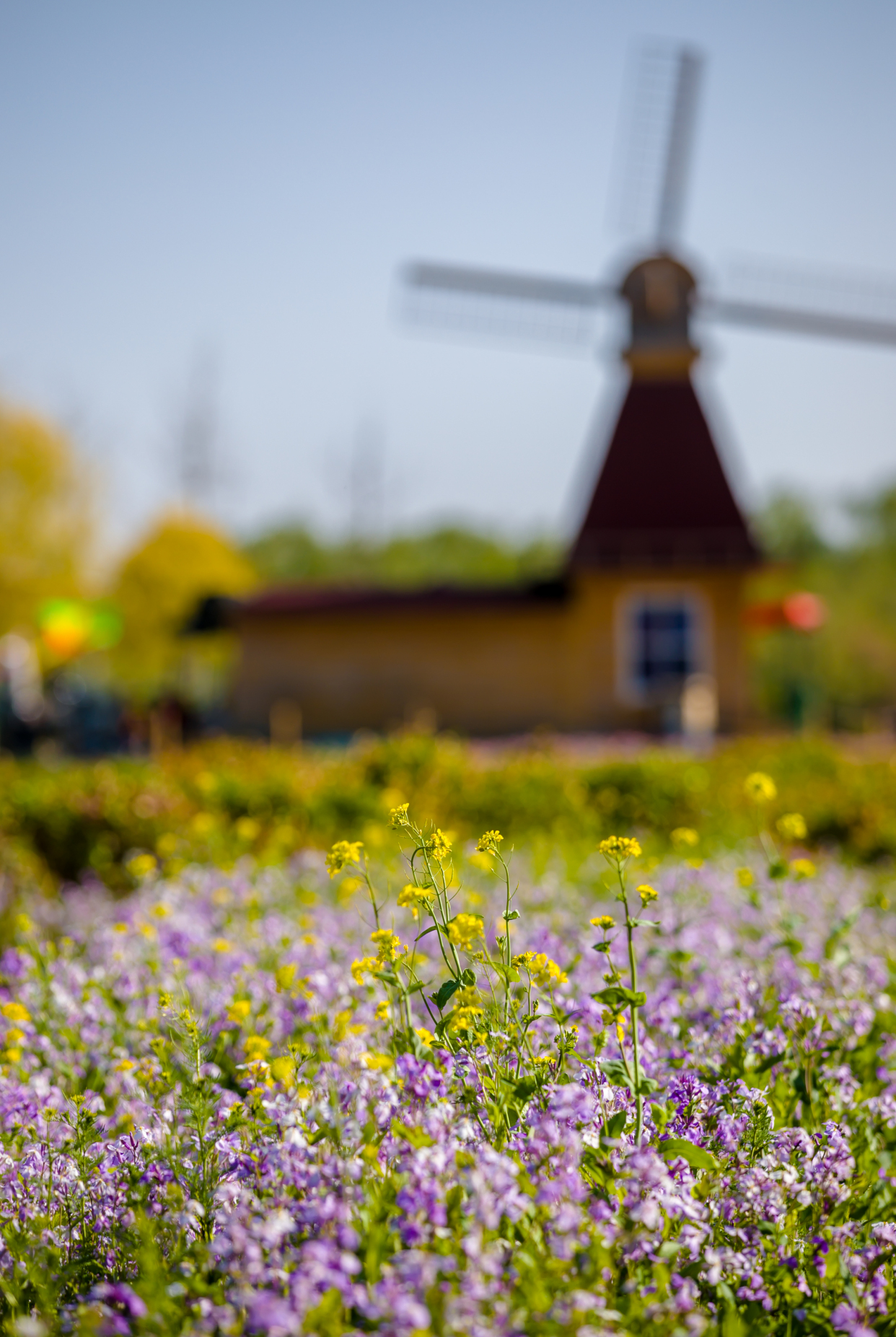 郁金香济南哪里最好,济南万象城郁金香
