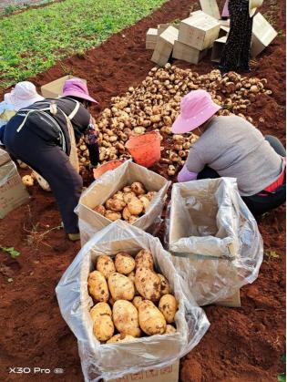 云南老板用一亩田豆牛代卖,帮800户农民将农产品卖到全国