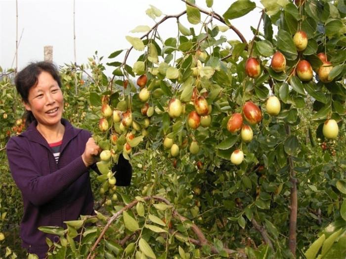 大荔冬枣种植成本及利润,冬枣亩收入