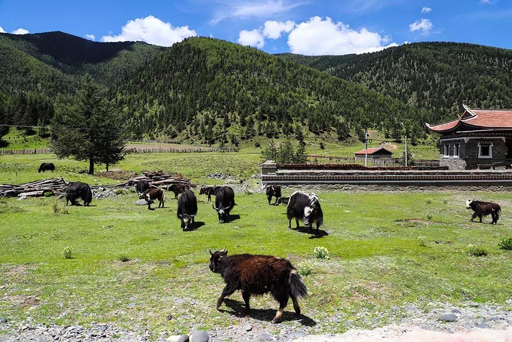 2.5l排量车还值得买吗,2.0t8at的都有哪些硬派越野