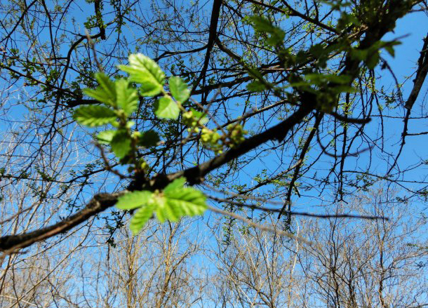 《说文解字》第72课：古文字里的“扫帚菜”？