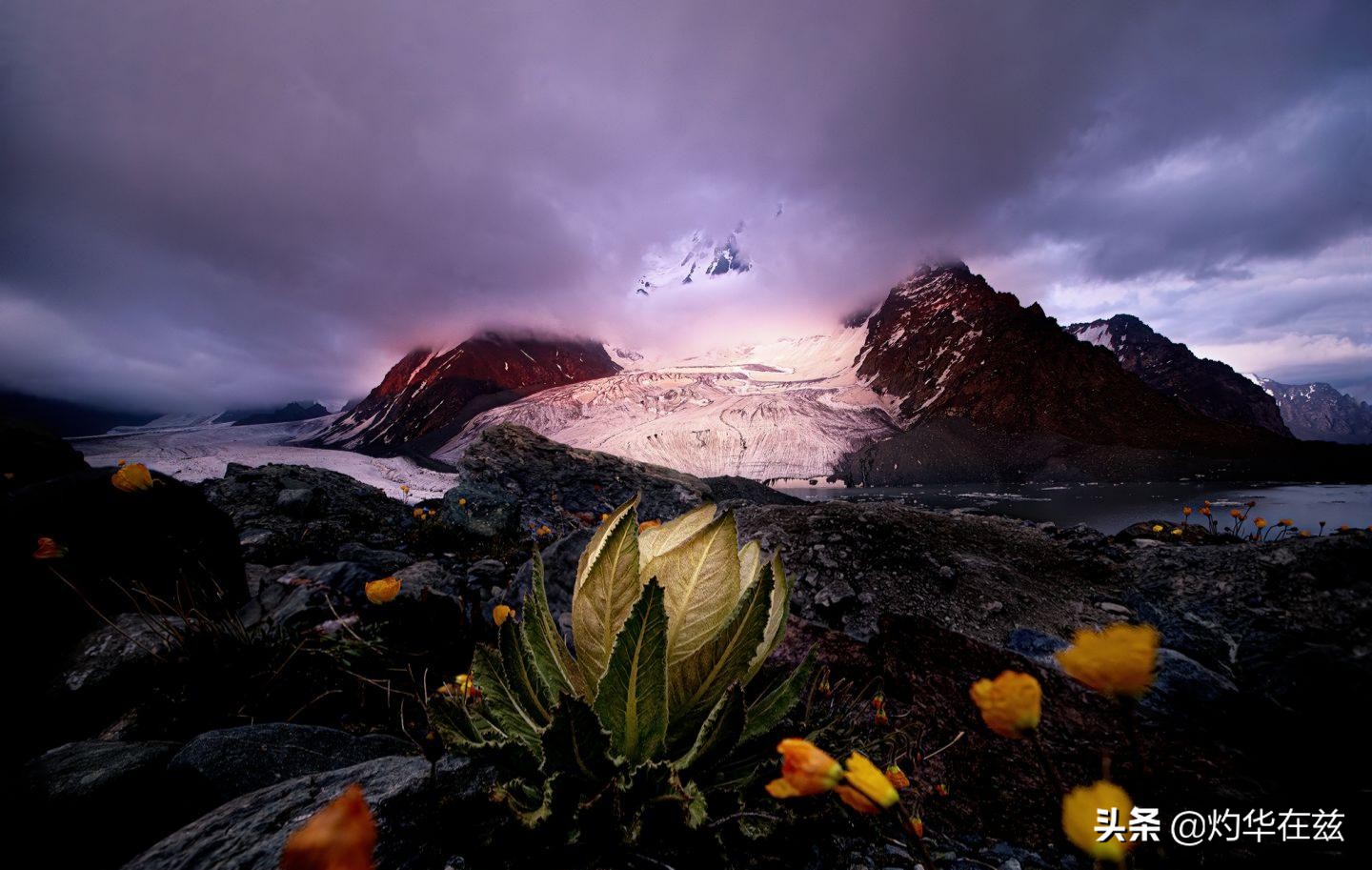 天山雪莲奇花,天山雪山雪莲