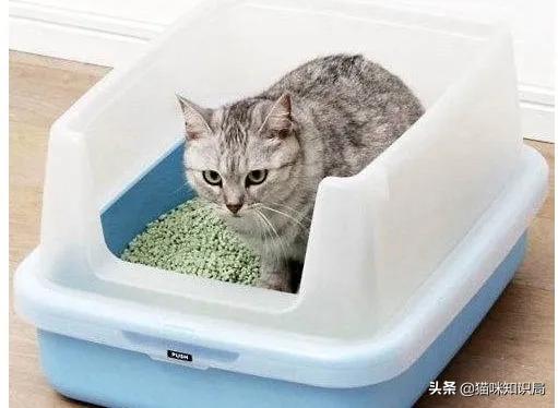 猫咪绝育之后反而乱尿怎么办,猫咪从不乱尿突然乱拉咋回事