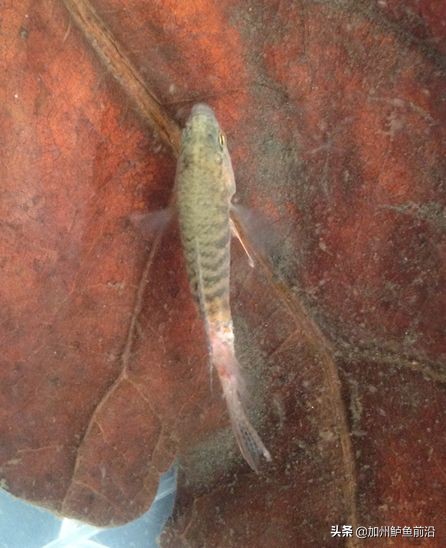 水霉病最快的彻底解决方案,水霉病的最佳防治方法