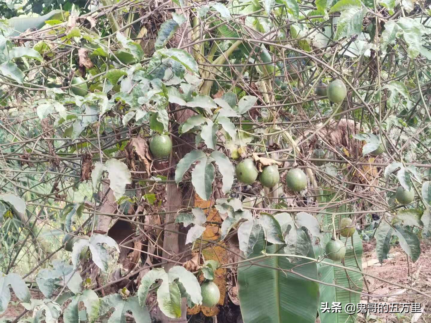 鬼哥的五万里D100骑记：100天了（永平镇-临沧市临翔区）