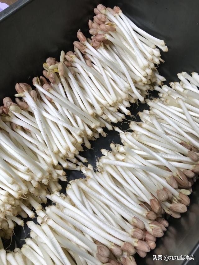 水培花生芽的销路,想学水培花生芽