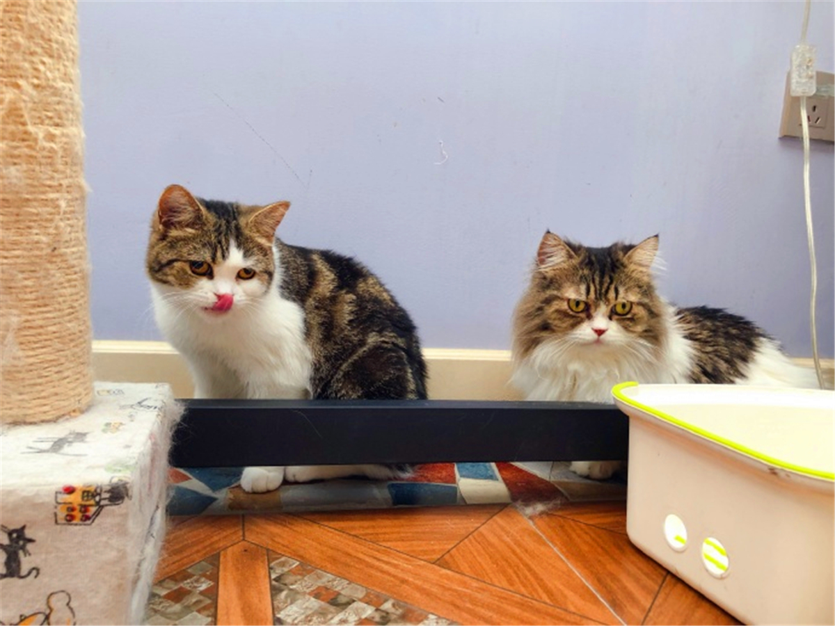 被猫抓伤确诊猫抓病,被猫咪抓了会得猫瘟吗