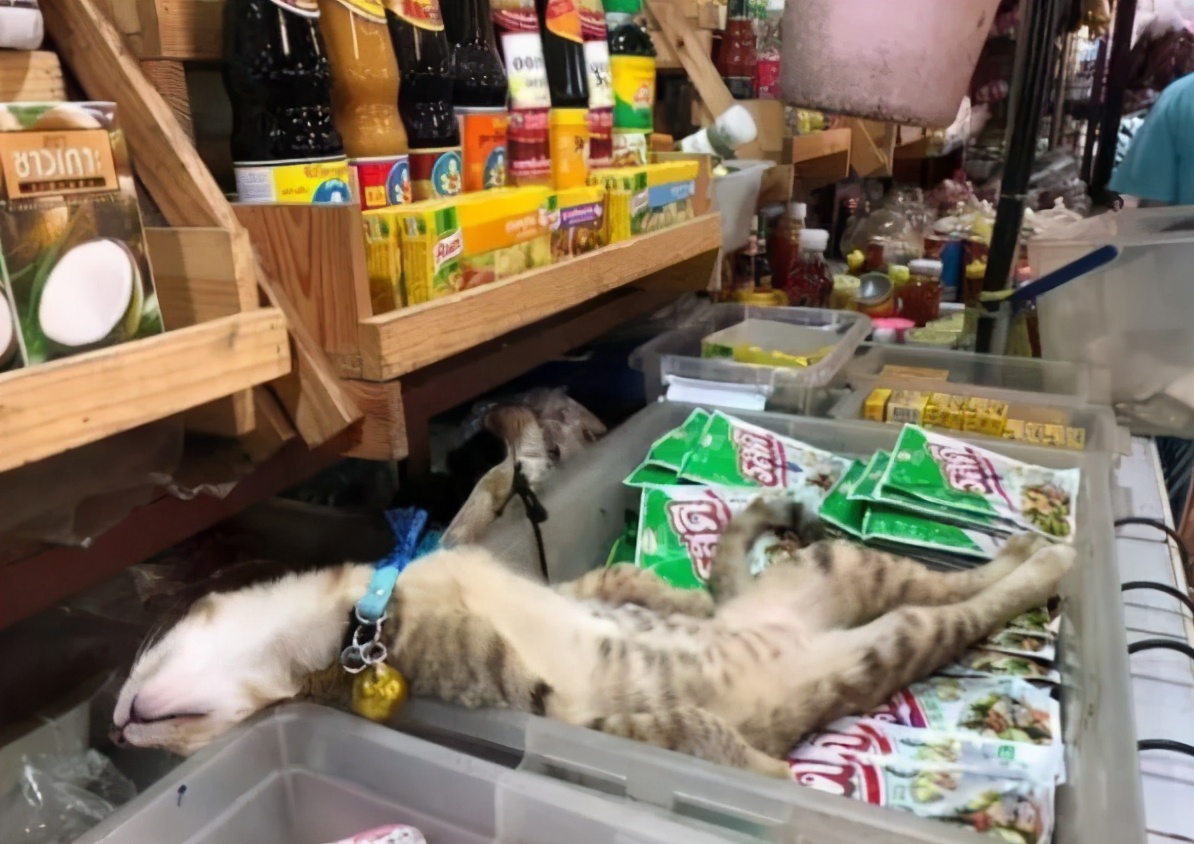 全网都以为复旦大学的猫被偷了，几天后…气得想骂猫