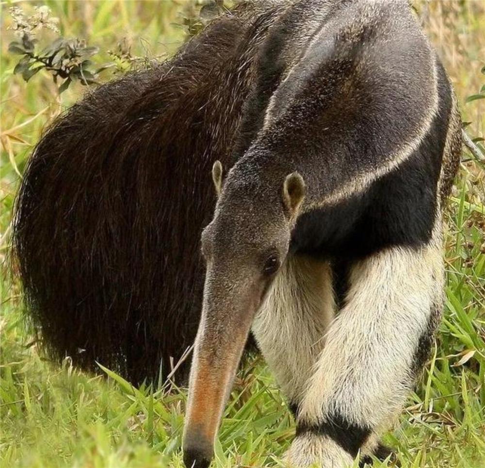 食蚁兽只吃蚂蚁和白蚁是哪个洲的,食蚁兽幼崽被蚂蚁咬死