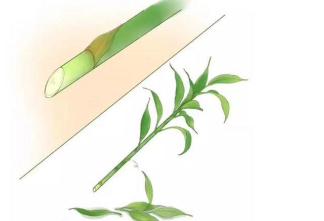 富贵竹怎么才能生根小窍门,富贵竹怎么生根最快最有效